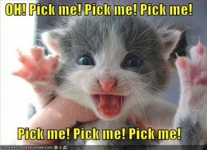 pick-me-lolcat Pick me! Pick me!